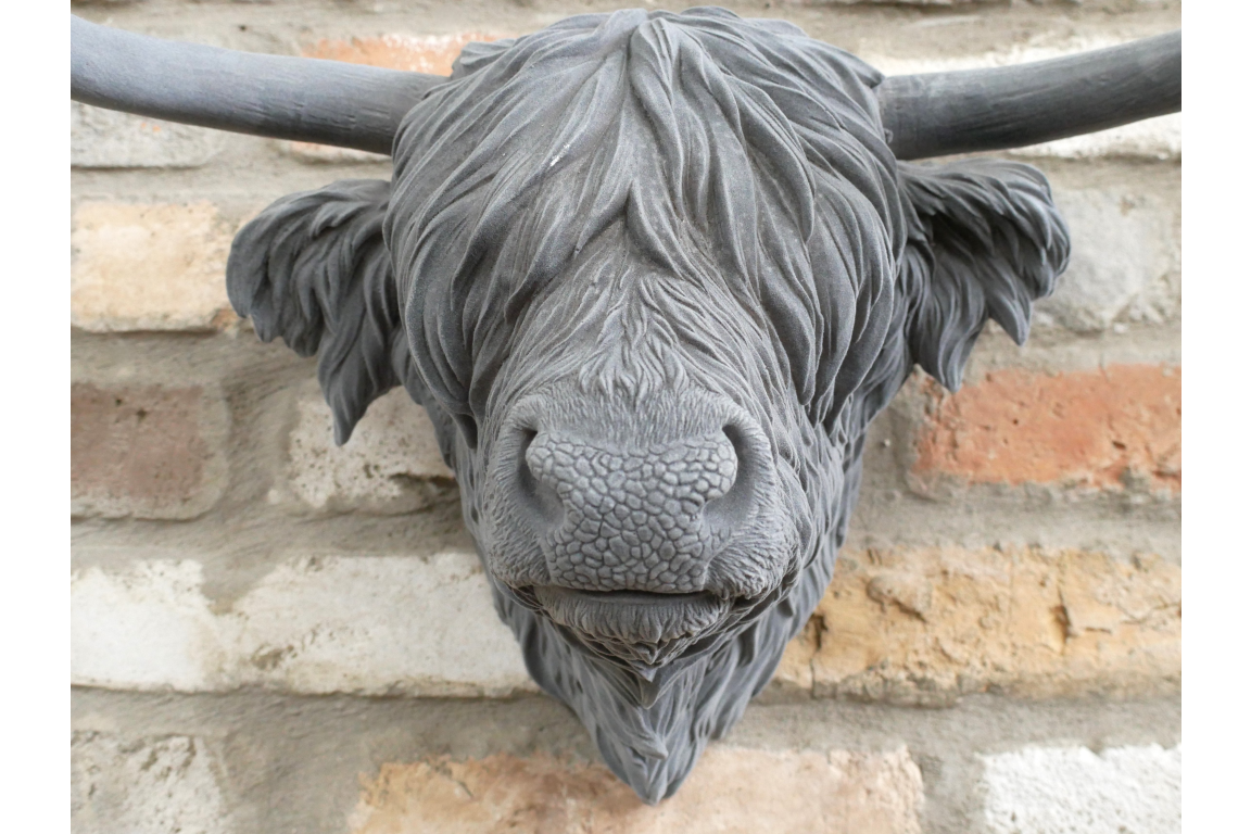 Cow Head