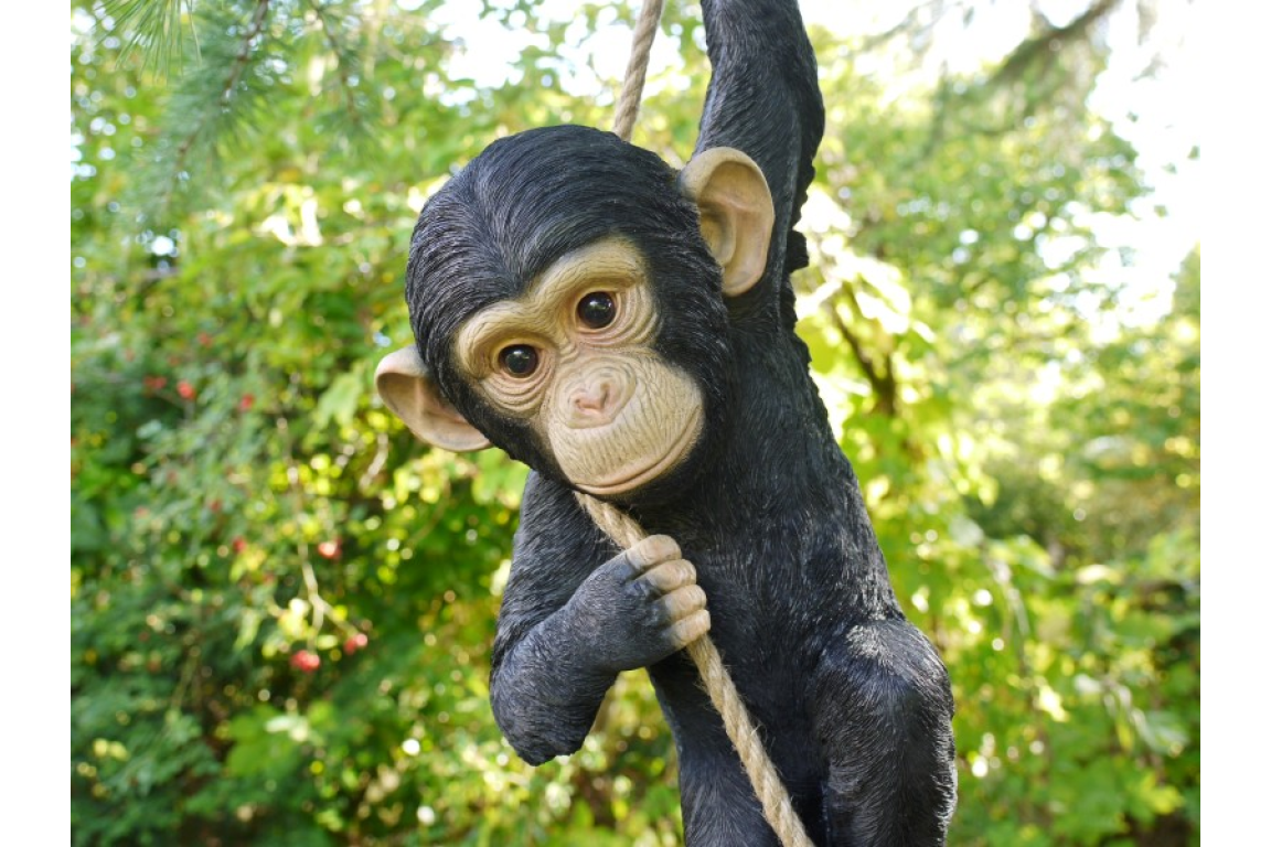 Monkey climb