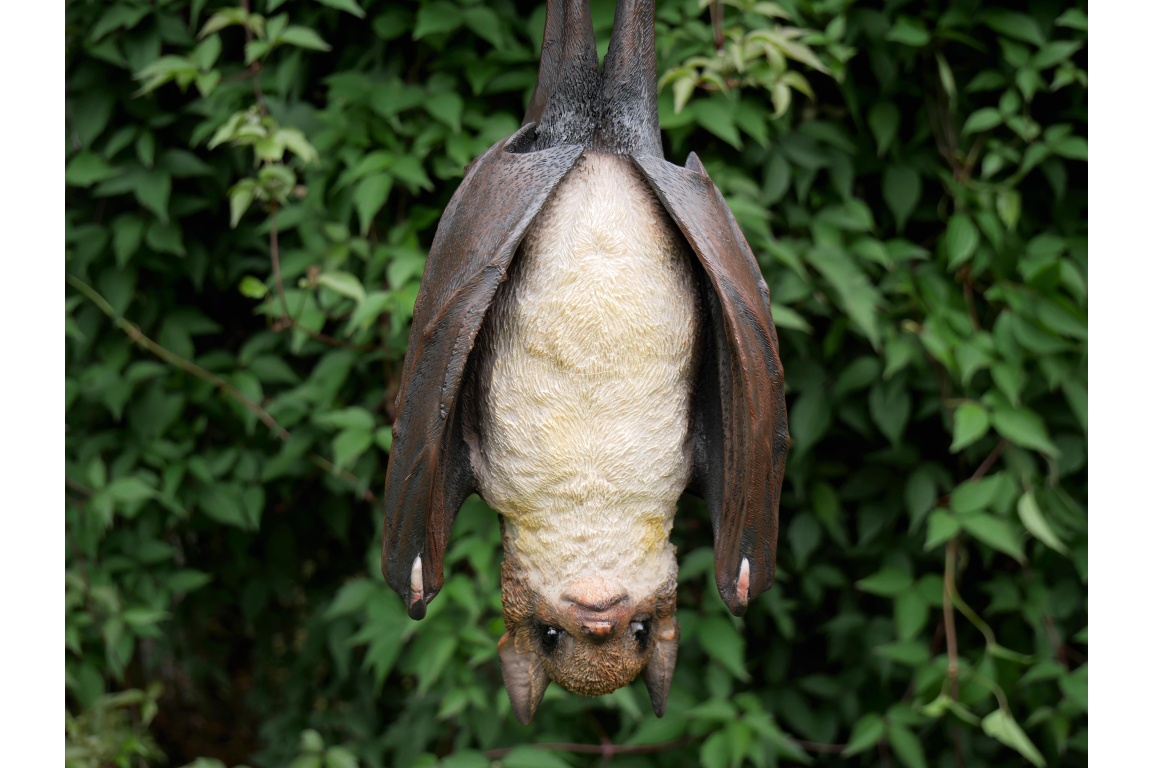 Hanging Bat