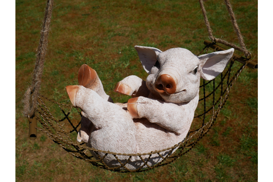 Pig In Hammock